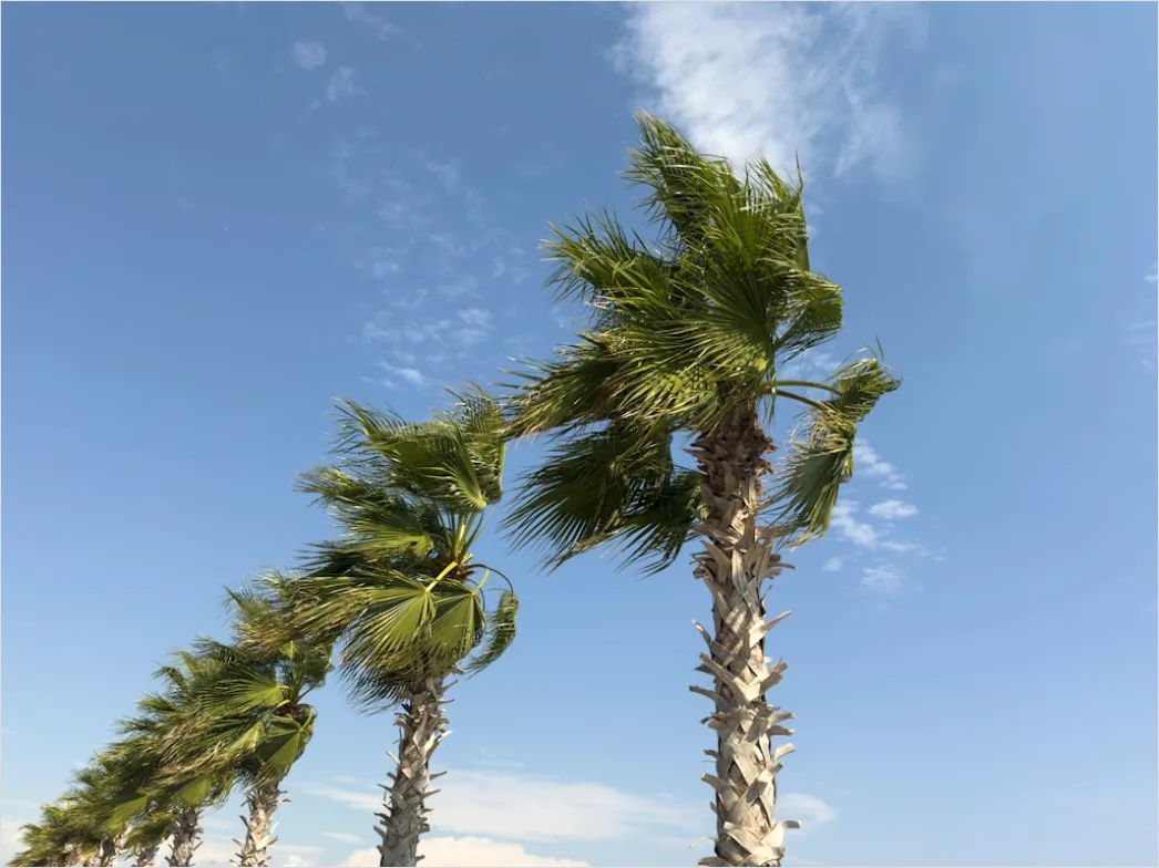 Detail Palm Trees Bending Tropical Wind Number 11