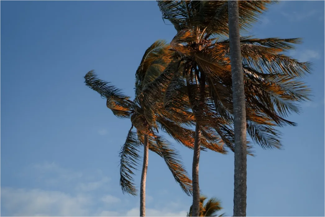 Detail Palm Trees Bending Tropical Wind Number 12