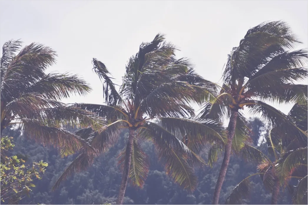Detail Palm Trees Bending Tropical Wind Number 13