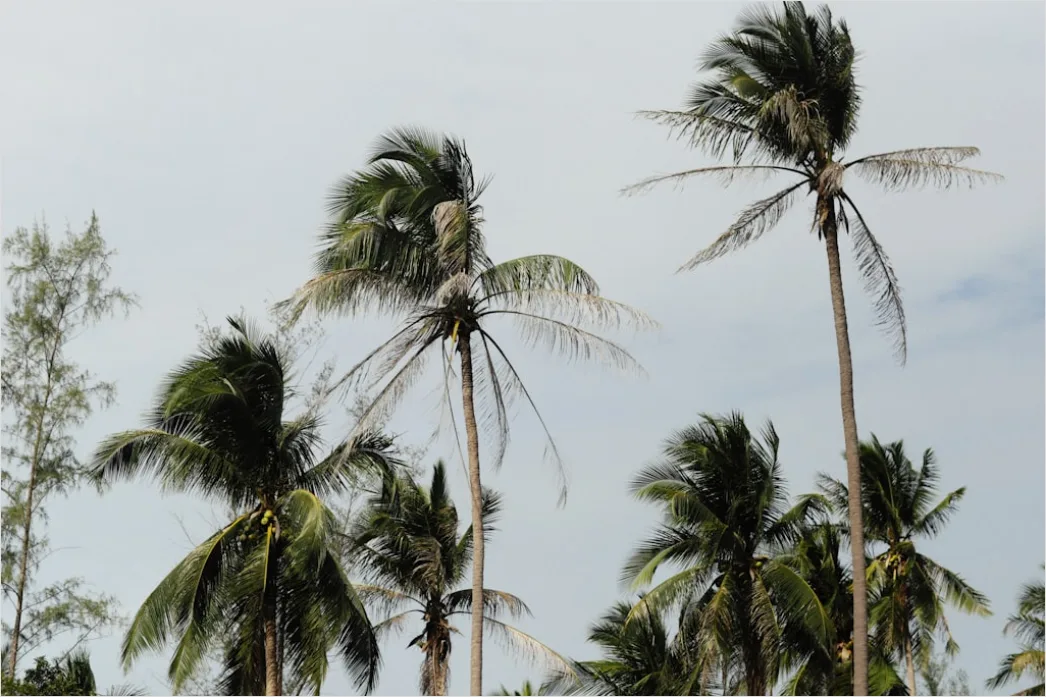 Detail Palm Trees Bending Tropical Wind Number 14