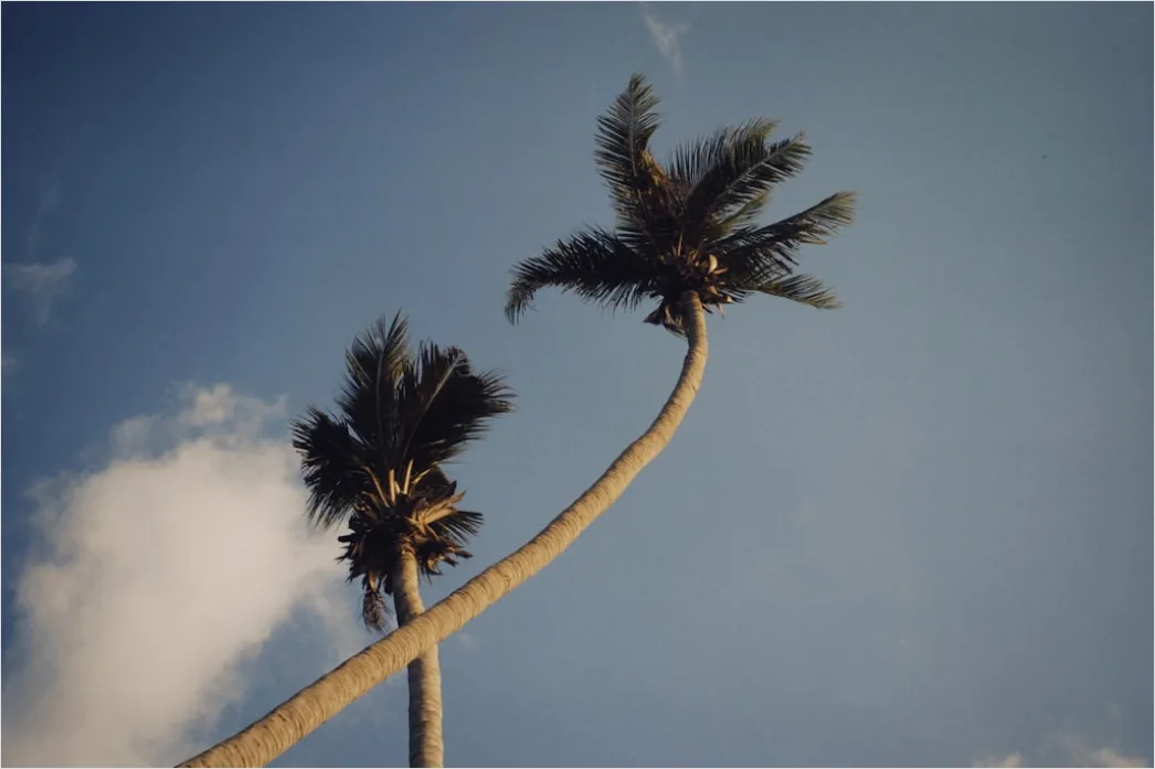 Detail Palm Trees Bending Tropical Wind Number 15