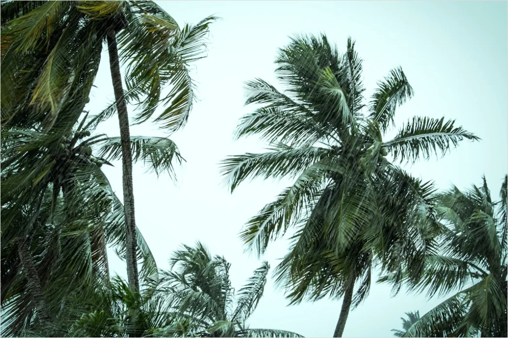 Detail Palm Trees Bending Tropical Wind Number 16