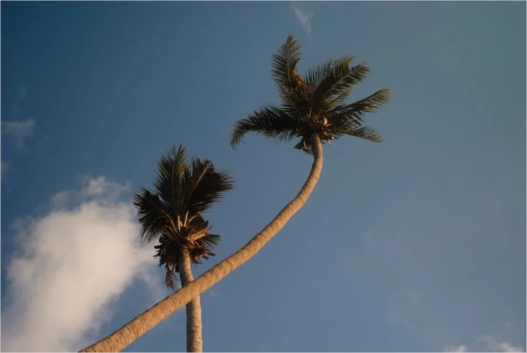 Detail Palm Trees Bending Tropical Wind Number 17