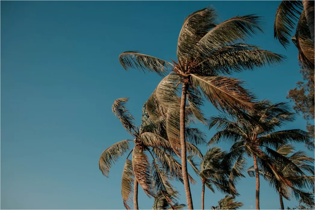 Detail Palm Trees Bending Tropical Wind Number 18