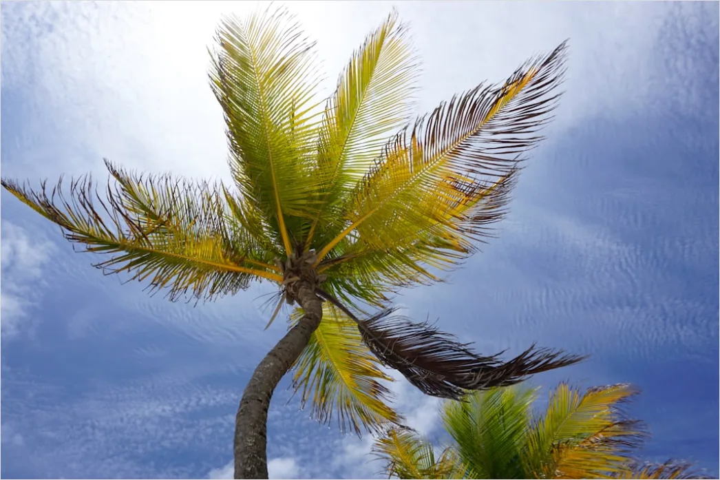 Detail Palm Trees Bending Tropical Wind Number 19