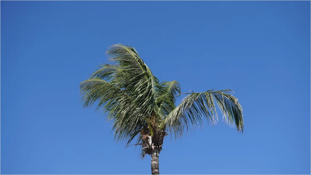 Detail Palm Trees Bending Tropical Wind Number 20