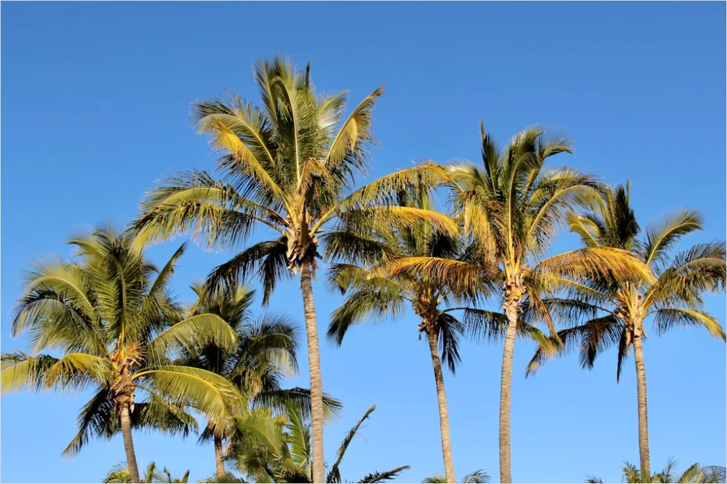 Detail Palm Trees Bending Tropical Wind Number 3