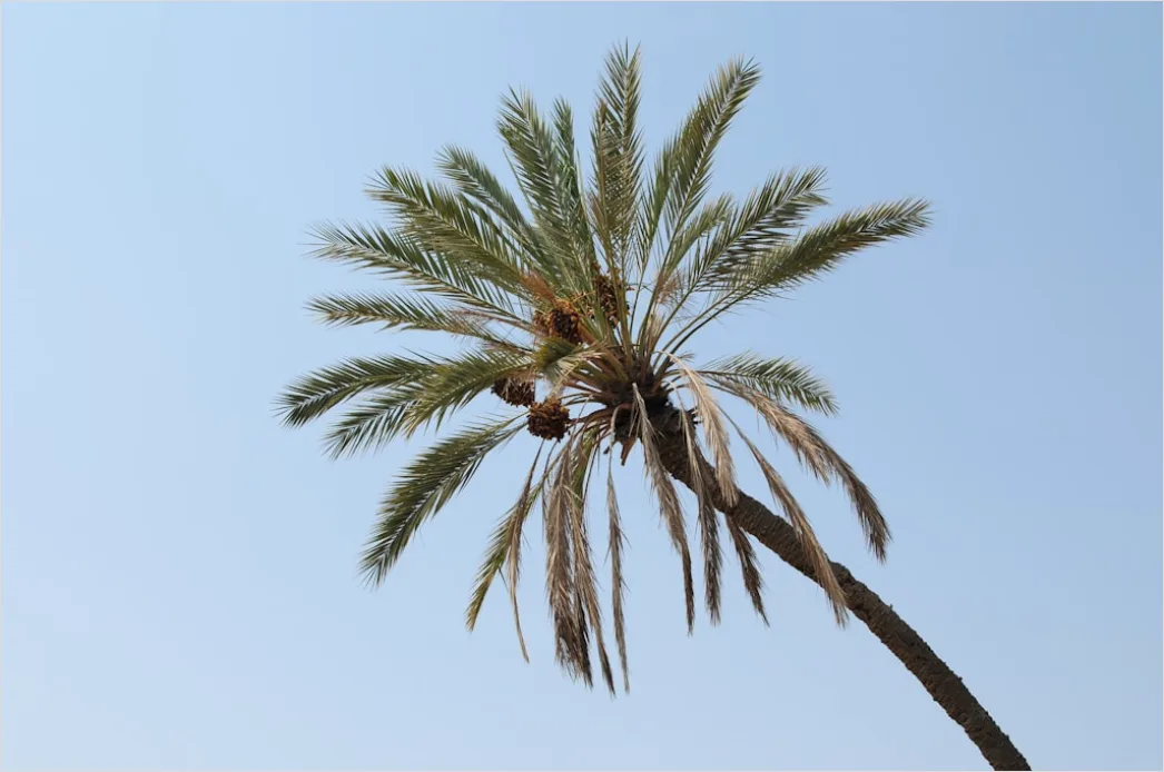 Detail Palm Trees Bending Tropical Wind Number 4