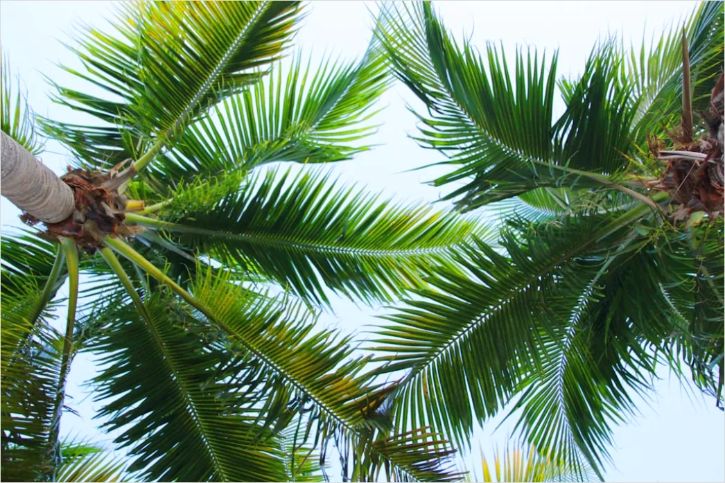Detail Palm Trees Bending Tropical Wind Number 5