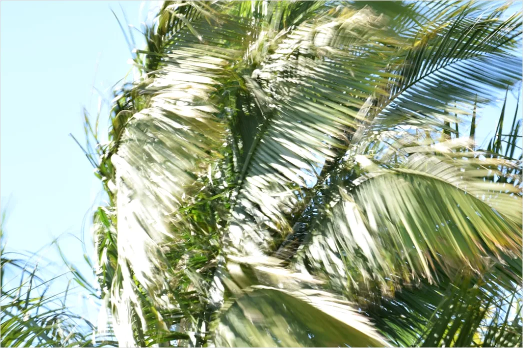 Detail Palm Trees Bending Tropical Wind Number 6