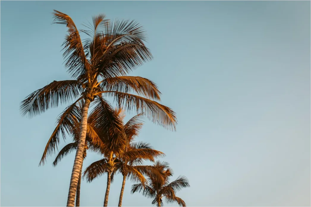 Detail Palm Trees Bending Tropical Wind Number 7