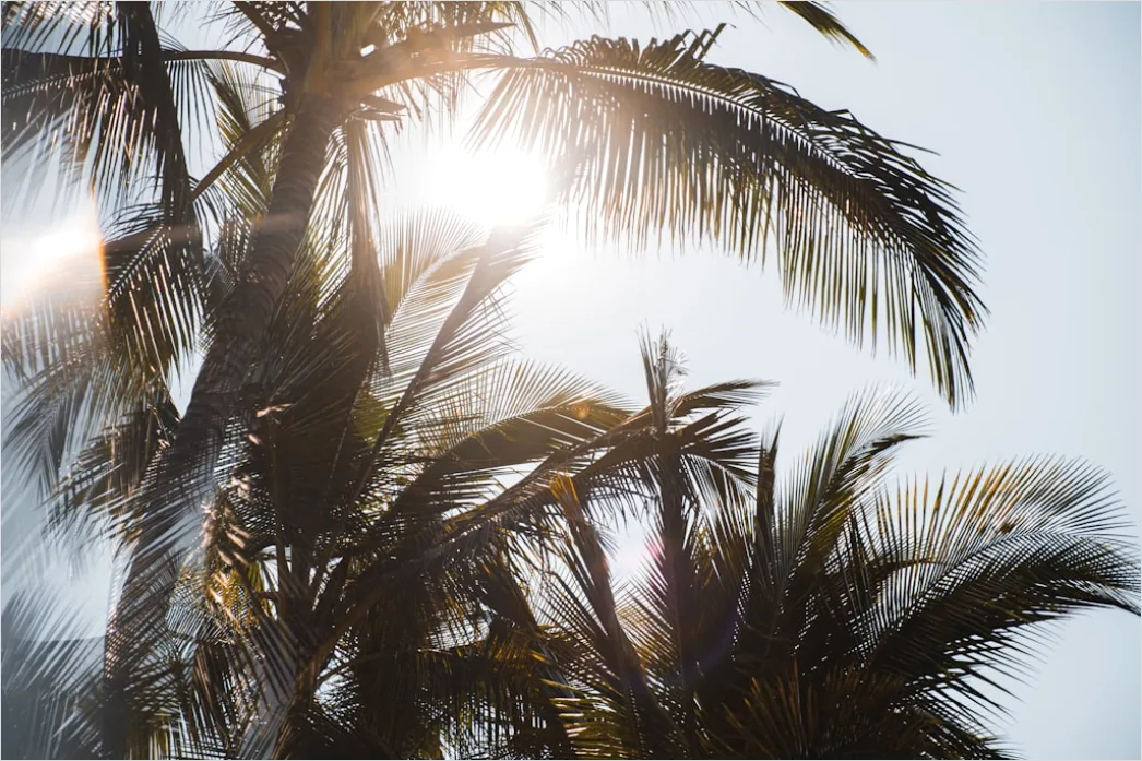 Detail Palm Trees Bending Tropical Wind Number 8