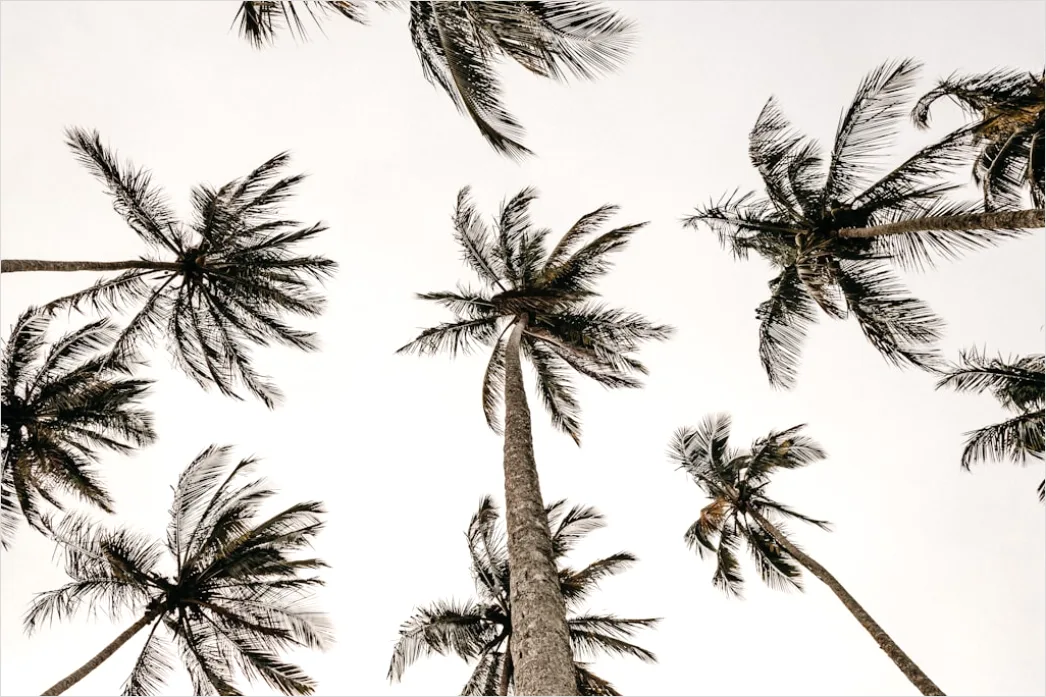 Detail Palm Trees Bending Tropical Wind Number 9