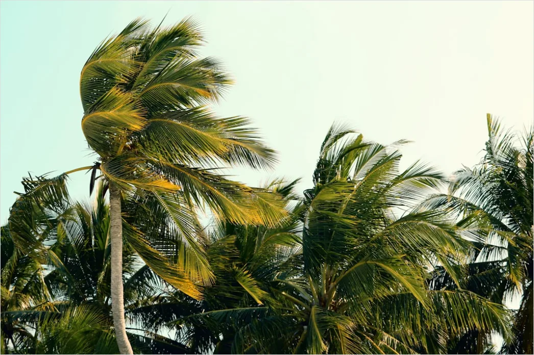 Detail Palm Trees Bending Tropical Wind Number 10