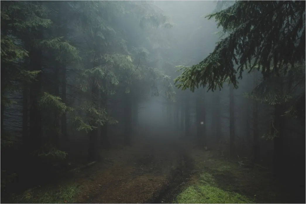 Rainy Forest Path Misty Morning F744