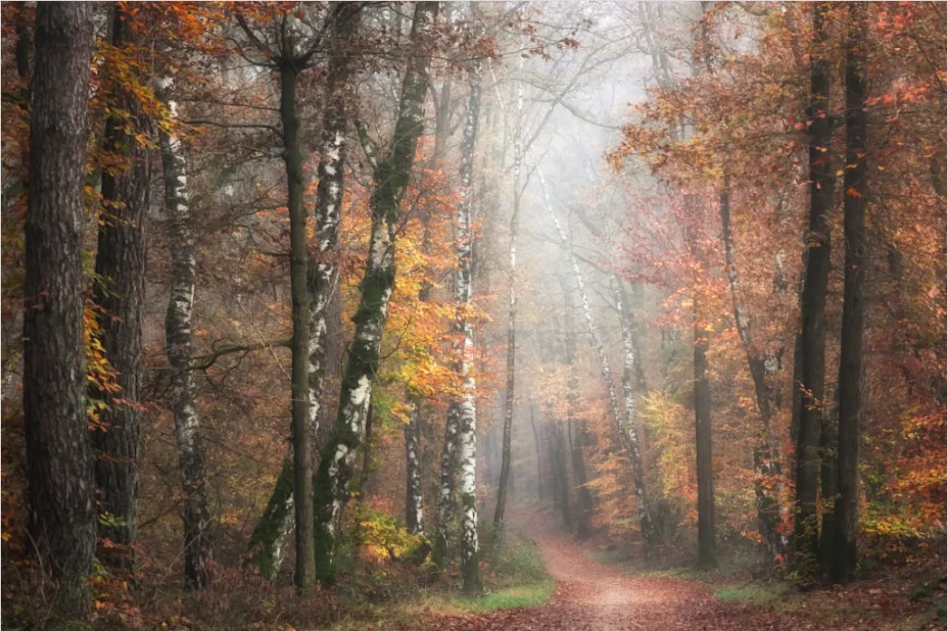 Detail Rainy Forest Path Misty Morning Number 2
