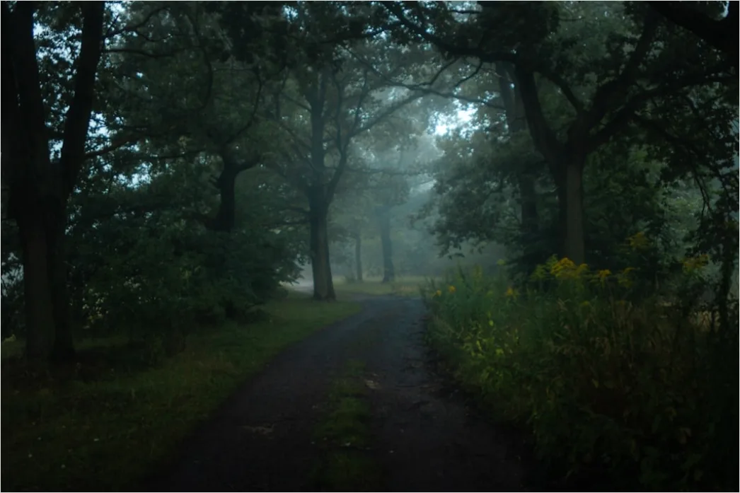 Detail Rainy Forest Path Misty Morning Number 11