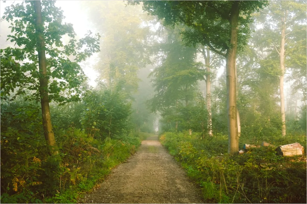 Detail Rainy Forest Path Misty Morning Number 12