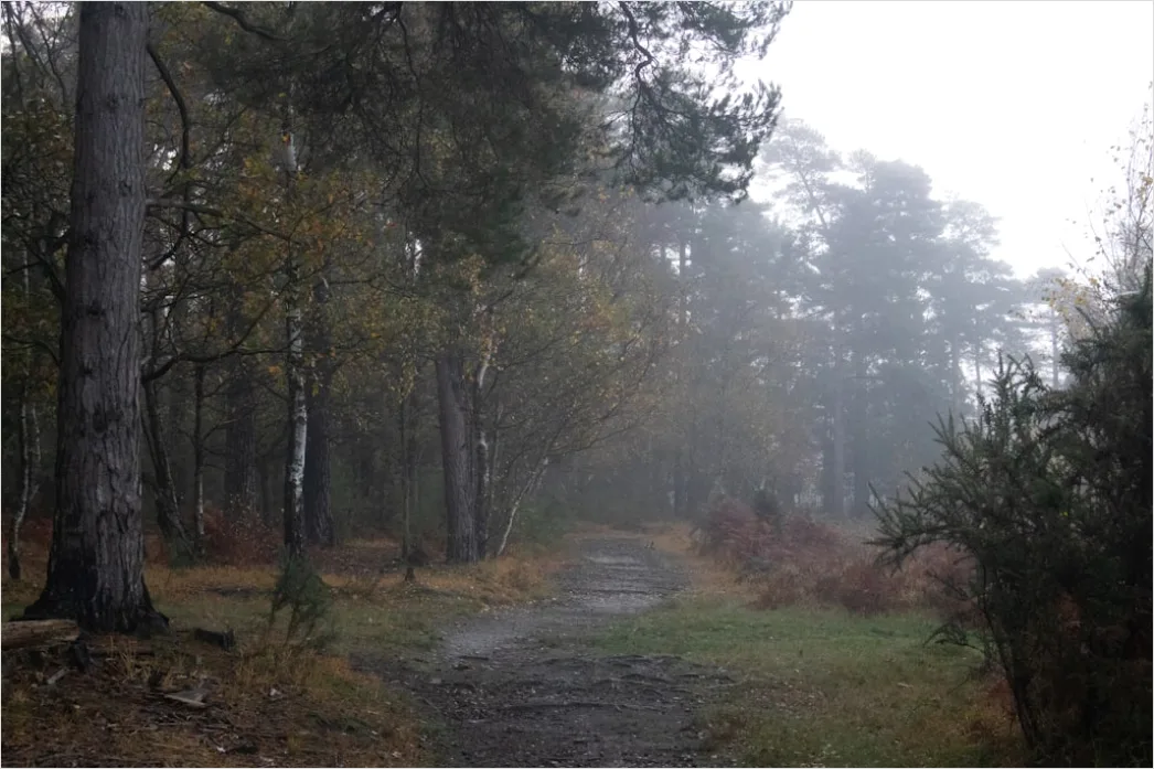 Detail Rainy Forest Path Misty Morning Number 13