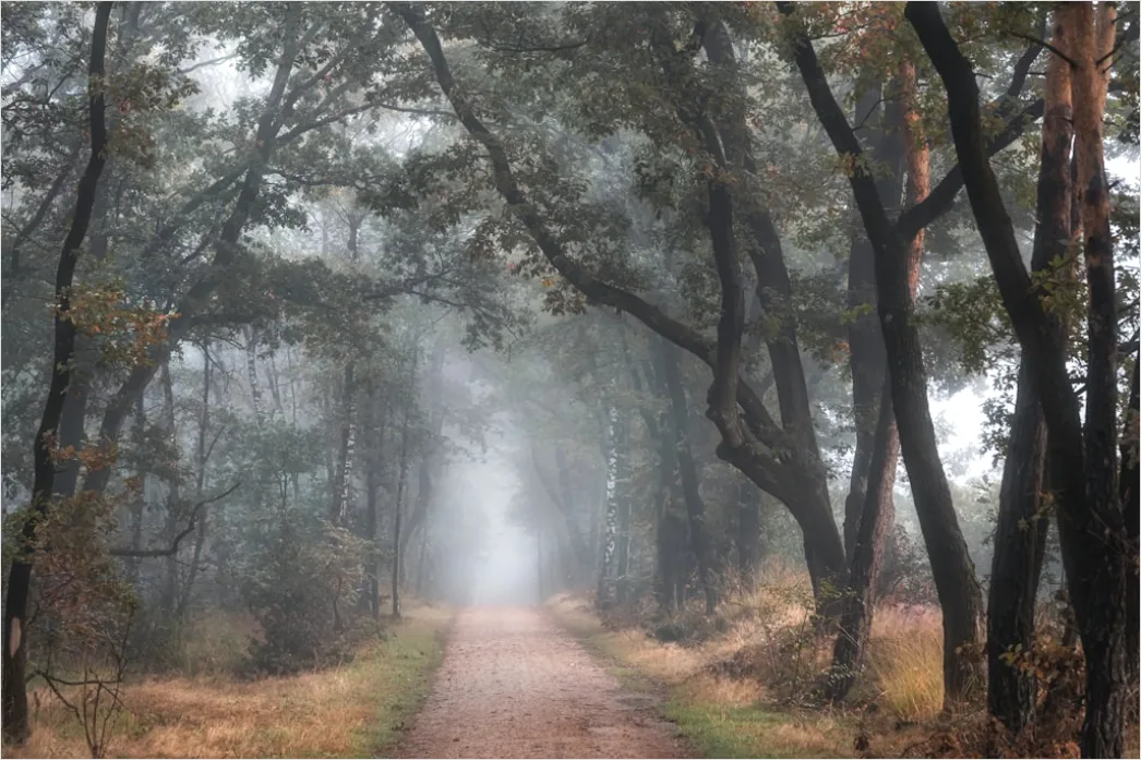 Detail Rainy Forest Path Misty Morning Number 14