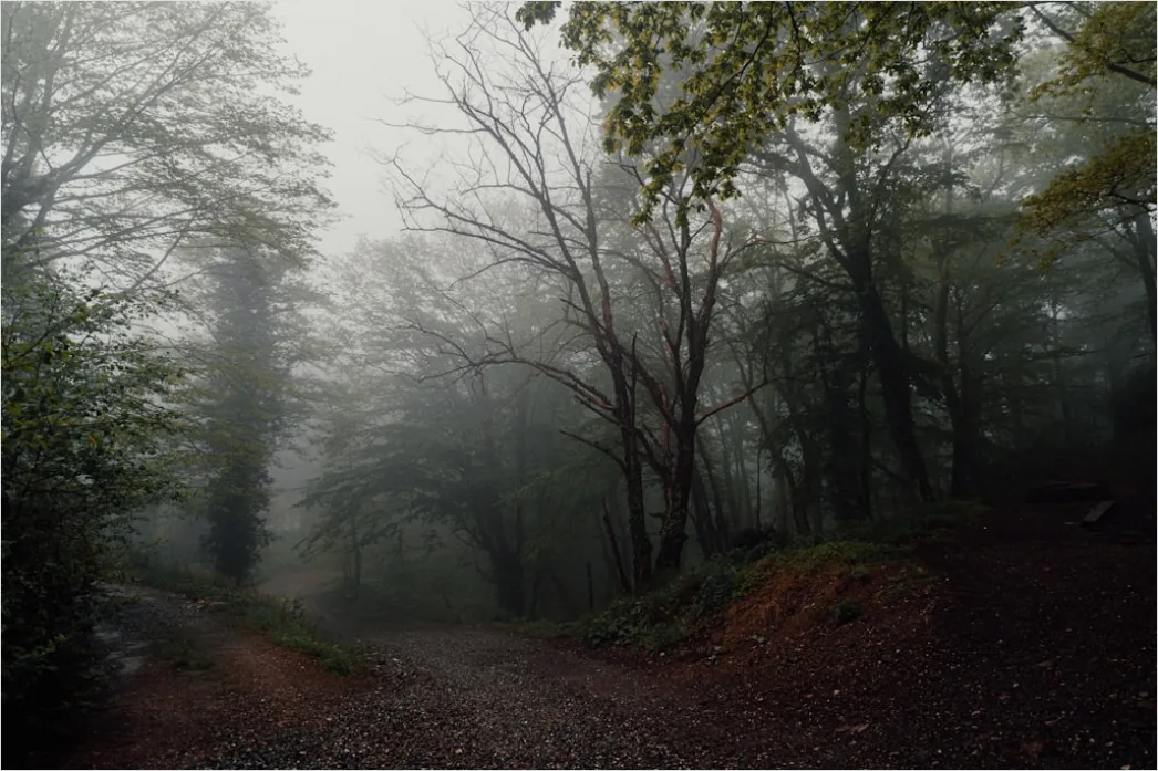 Detail Rainy Forest Path Misty Morning Number 15
