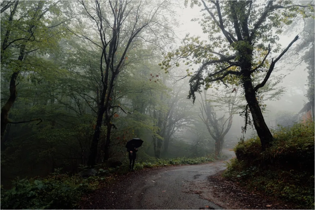 Detail Rainy Forest Path Misty Morning Number 16