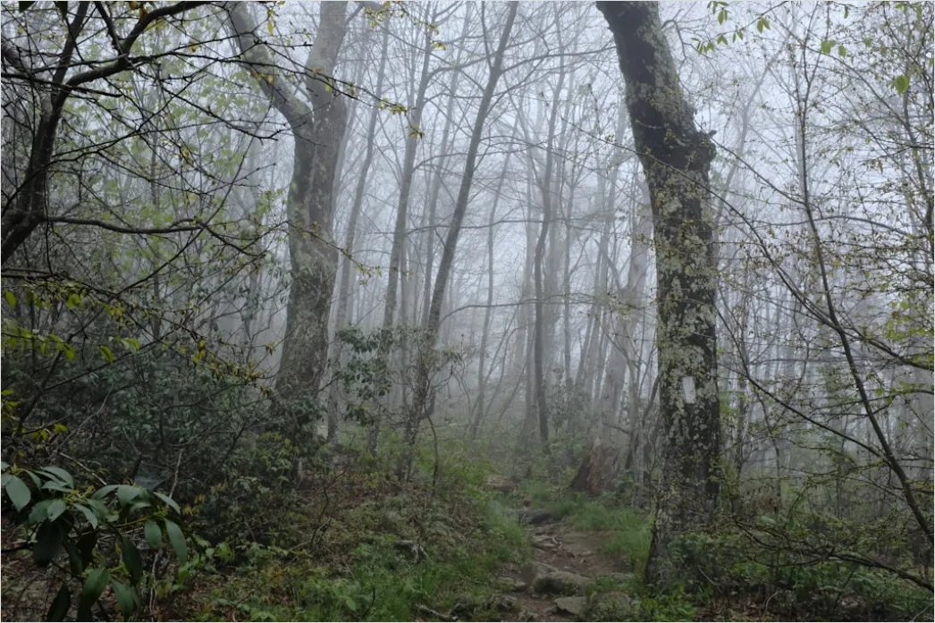 Detail Rainy Forest Path Misty Morning Number 17