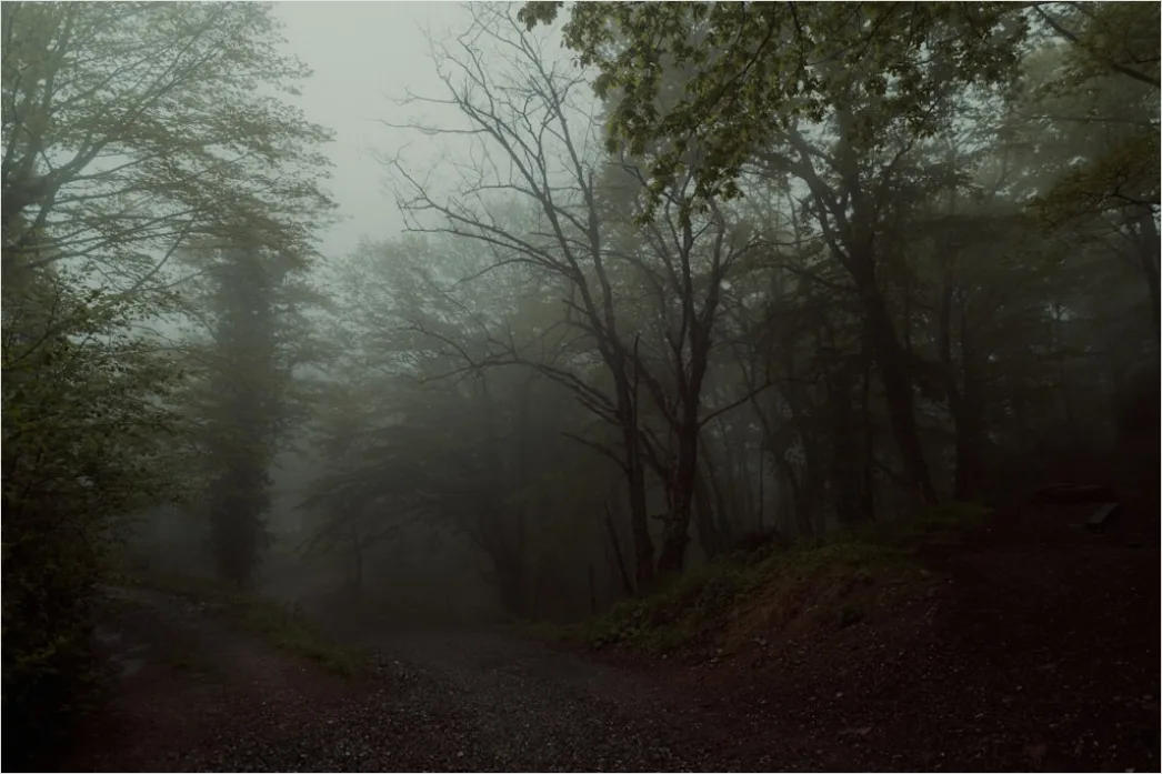 Detail Rainy Forest Path Misty Morning Number 18