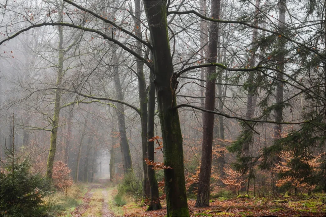 Detail Rainy Forest Path Misty Morning Number 19