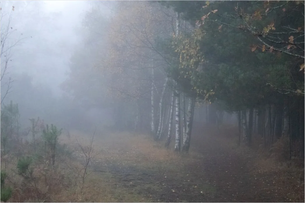 Detail Rainy Forest Path Misty Morning Number 20