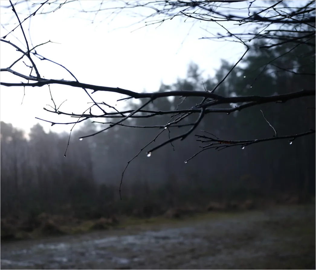 Detail Rainy Forest Path Misty Morning Number 3