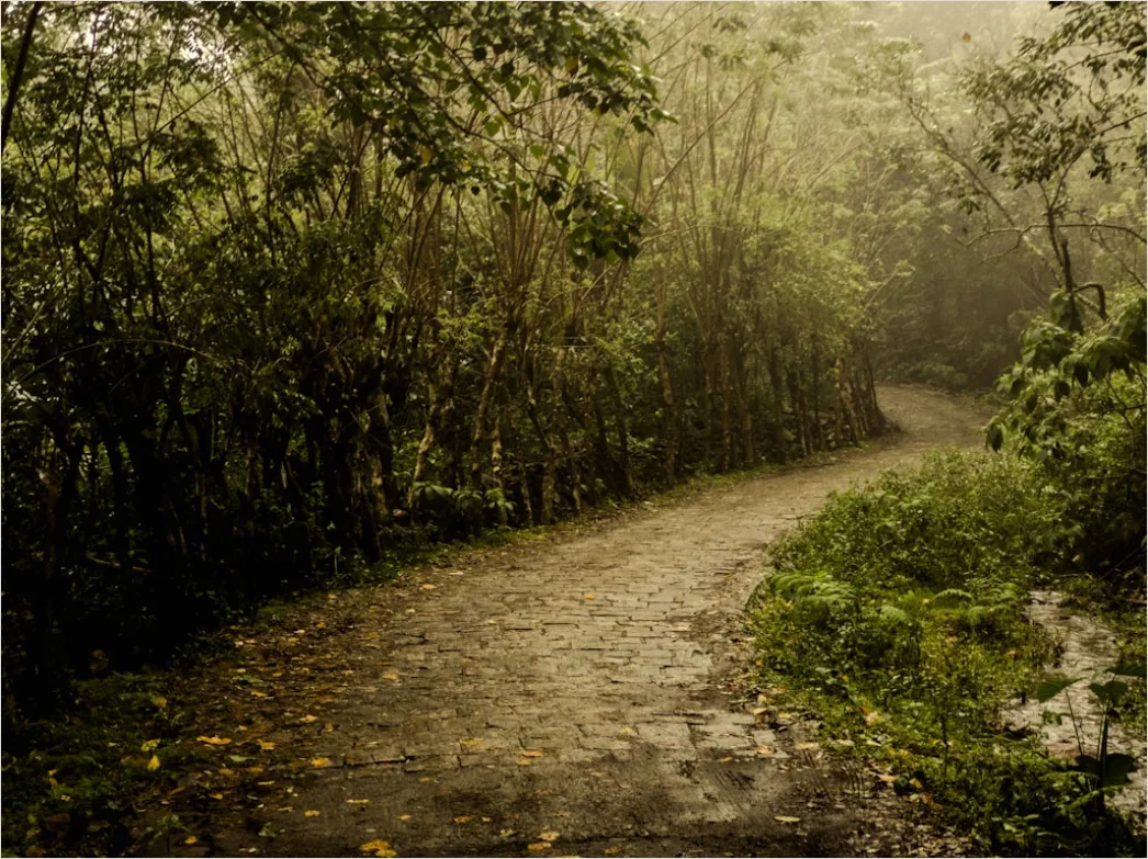 Detail Rainy Forest Path Misty Morning Number 6