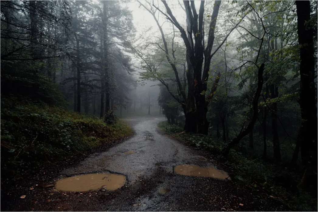 Detail Rainy Forest Path Misty Morning Number 7