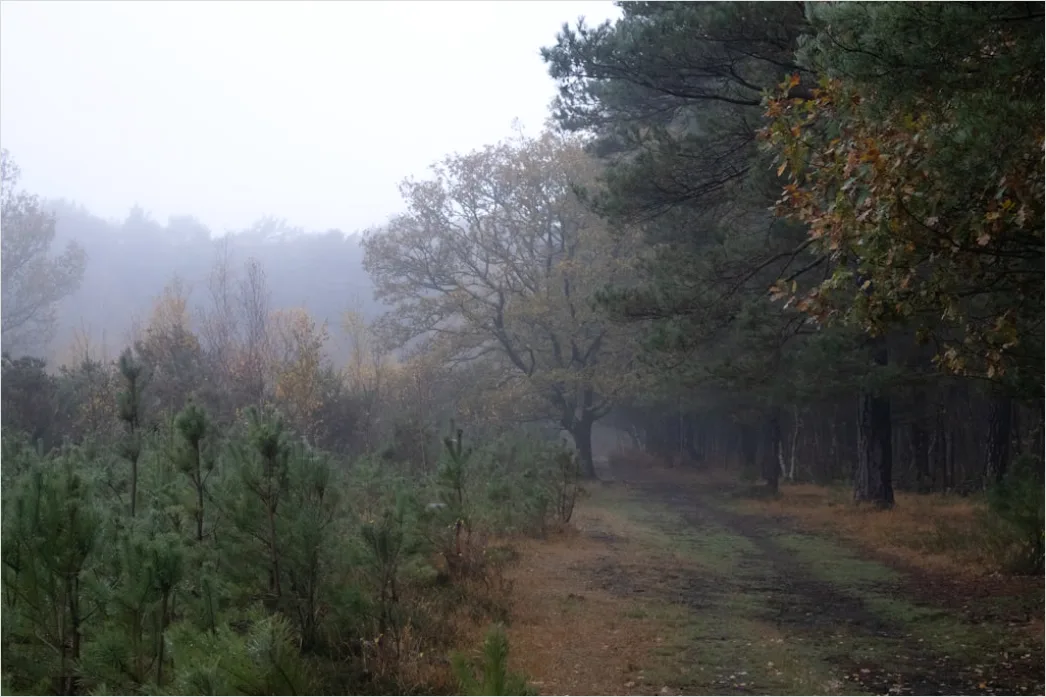 Detail Rainy Forest Path Misty Morning Number 8