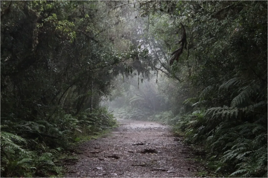 Detail Rainy Forest Path Misty Morning Number 9