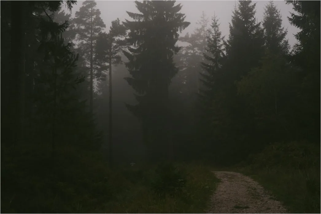 Detail Rainy Forest Path Misty Morning Number 10