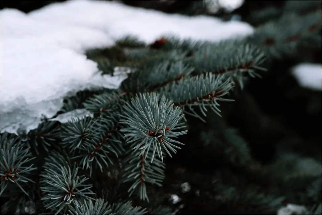 Snow On Pine Branches Close Up 66b4