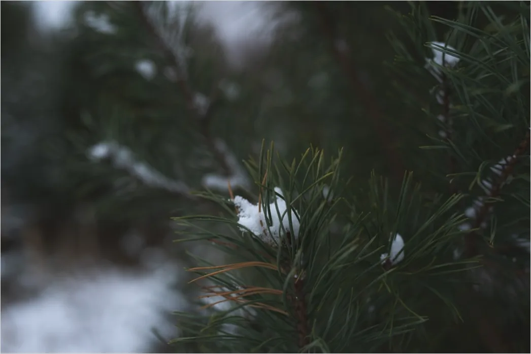 Detail Snow On Pine Branches Close Up Number 2