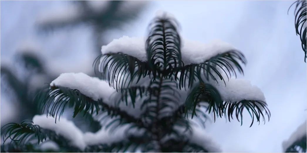 Detail Snow On Pine Branches Close Up Number 11