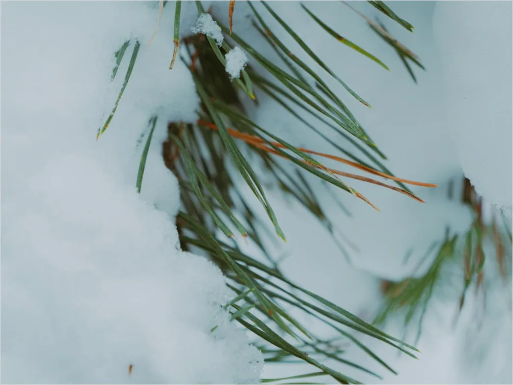 Detail Snow On Pine Branches Close Up Number 12