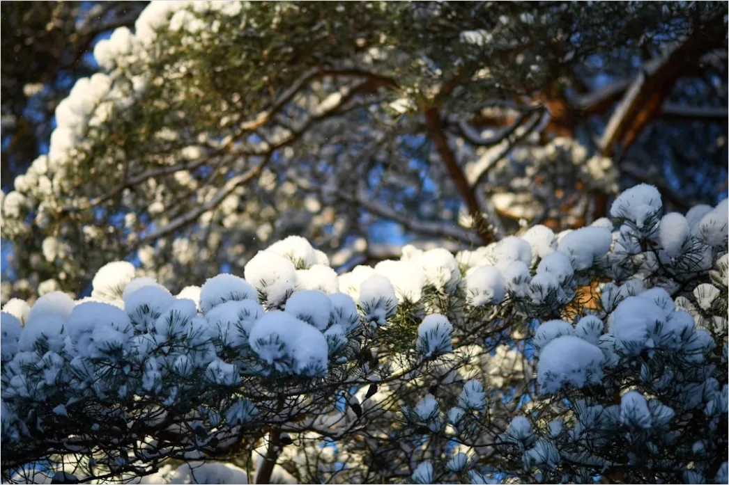 Detail Snow On Pine Branches Close Up Number 13