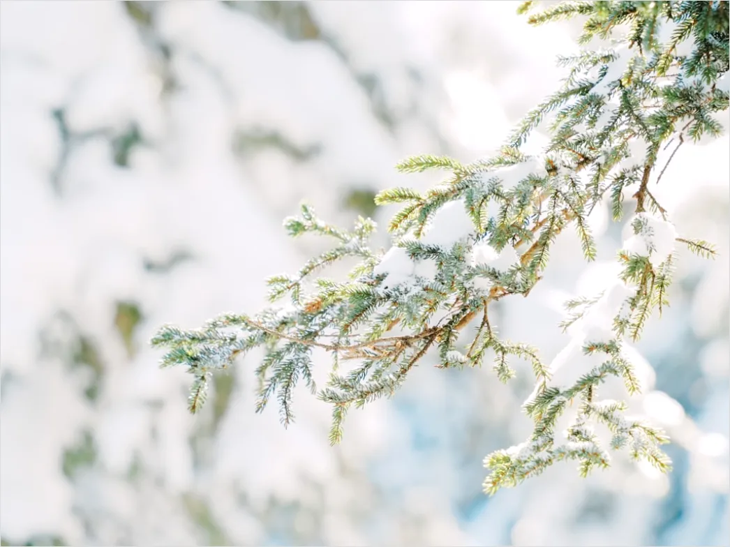 Detail Snow On Pine Branches Close Up Number 14