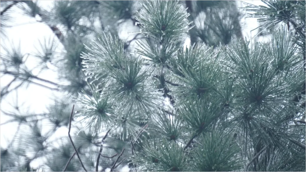 Detail Snow On Pine Branches Close Up Number 15
