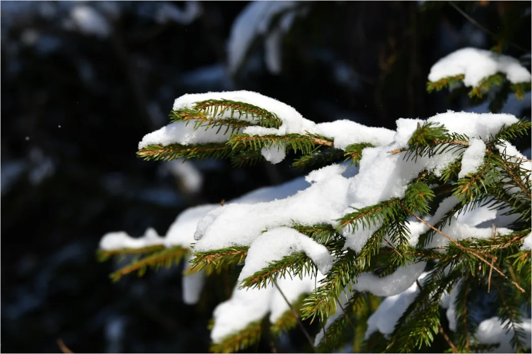 Detail Snow On Pine Branches Close Up Number 16