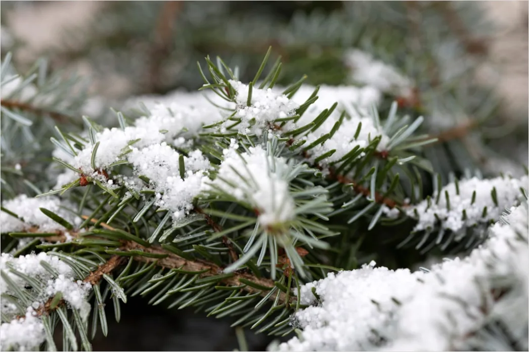 Detail Snow On Pine Branches Close Up Number 17