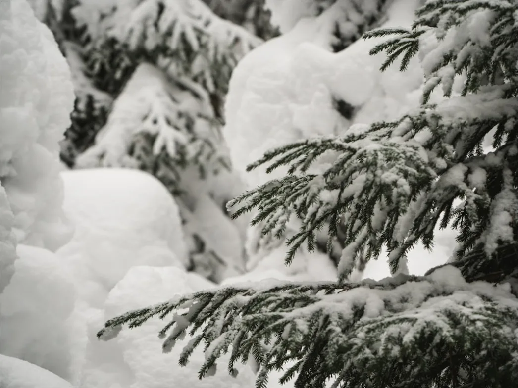 Detail Snow On Pine Branches Close Up Number 18