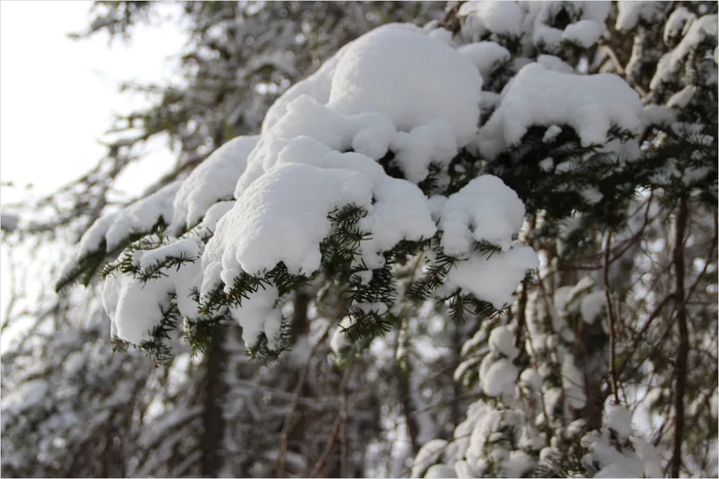 Detail Snow On Pine Branches Close Up Number 19