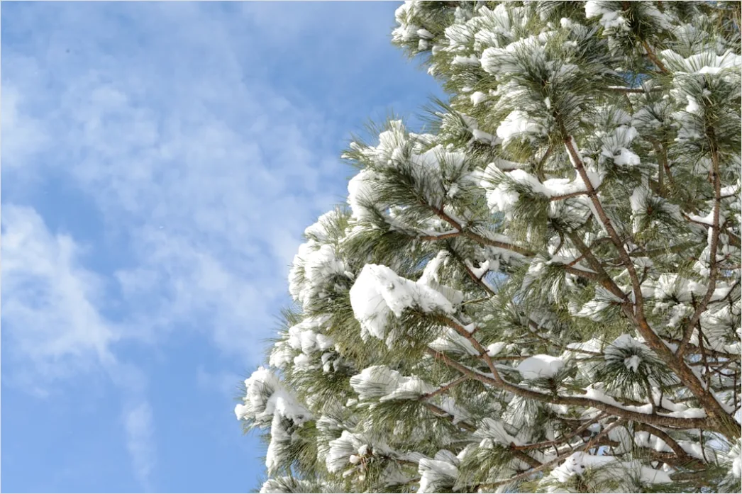 Detail Snow On Pine Branches Close Up Number 20