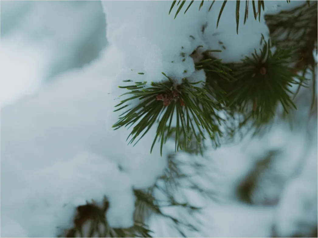 Detail Snow On Pine Branches Close Up Number 3