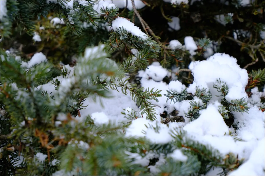 Detail Snow On Pine Branches Close Up Number 4